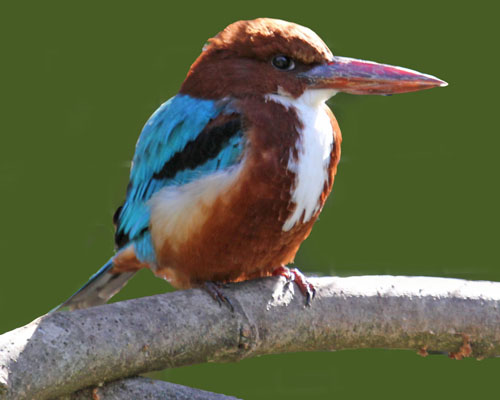 ماهی خورک سينه سفيد
